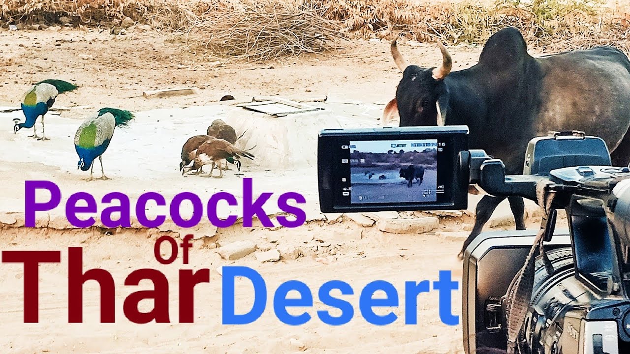 Peacocks In Desert Village || Flying Peacock || Peahens || Peacock Voice || Peacock Videos || Thar