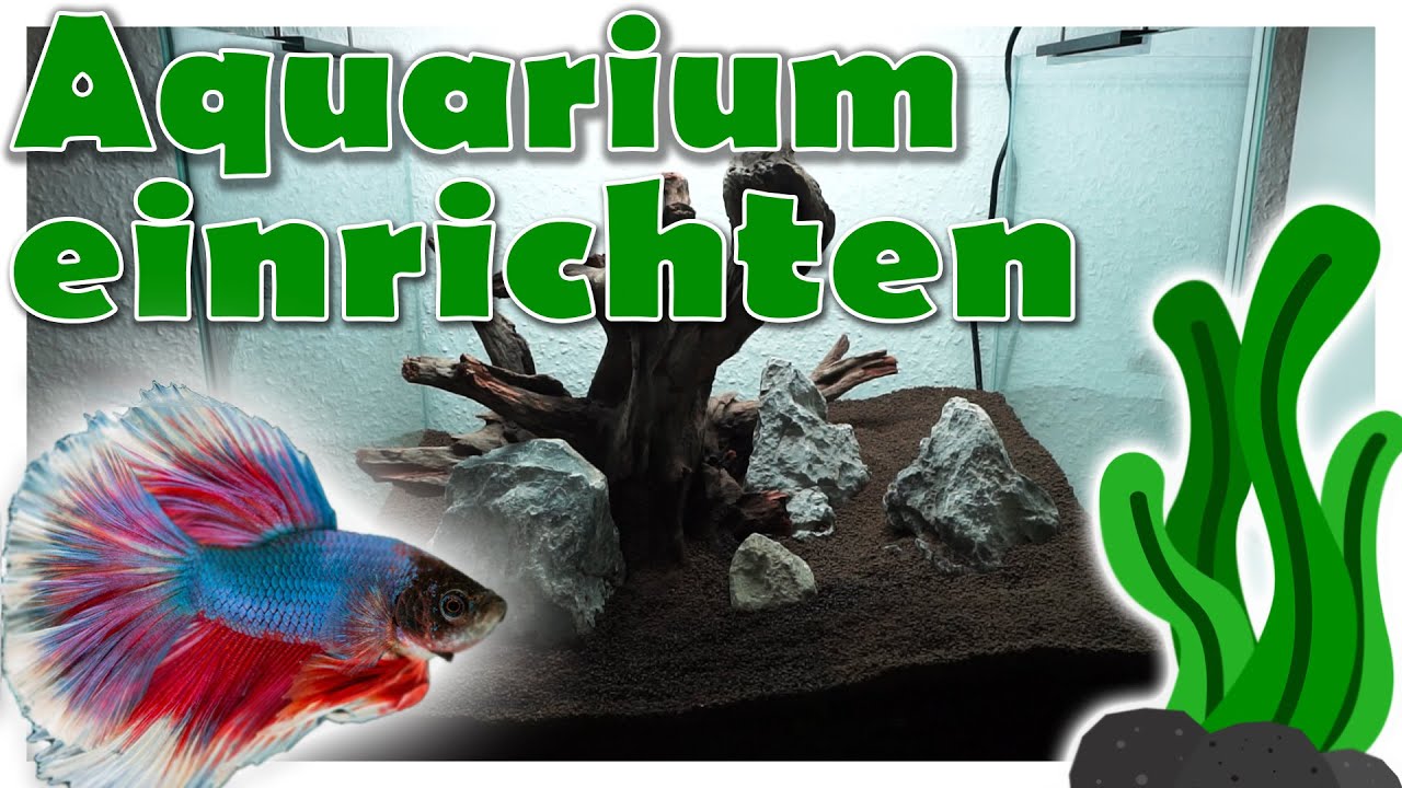Kampffisch Aquarium / 55L Scapers Tank einrichten