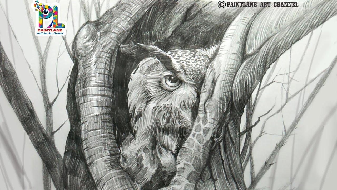 How to draw Owl hiding in a tree || Birds drawing || Pencil Sketch and Shading