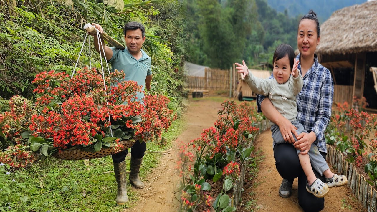 My daughter and I picked sapodillas to sell, and my husband built a flower bed in the garden