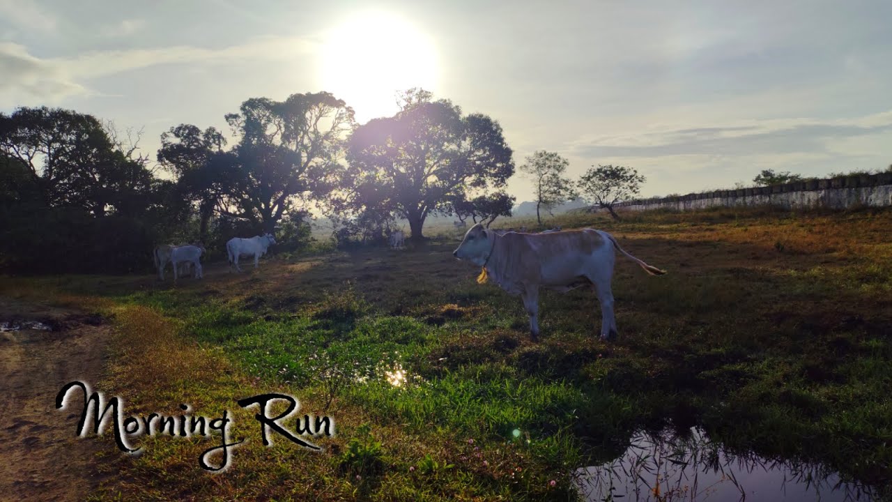Morning Run 