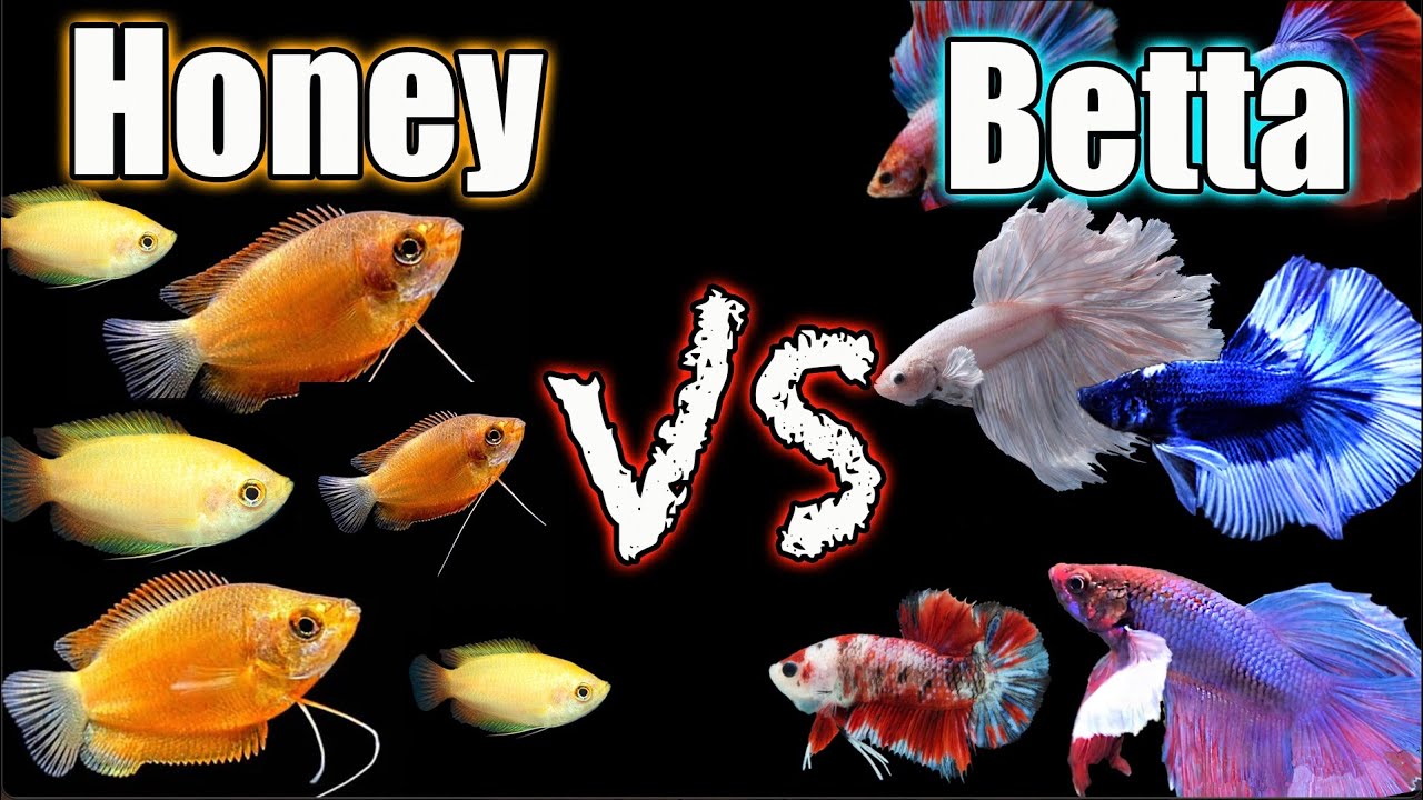 Рыбка Betta или медовый гурами — какая рыбка станет центром аквариума?