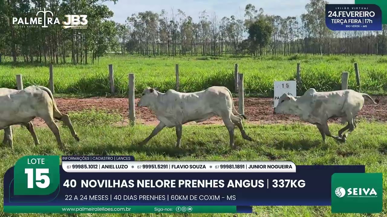 LOTE 15 – 4º Leilão Virtual Raízes da Palmeira | 24.02.26 | Palmeira Leilões Rurais