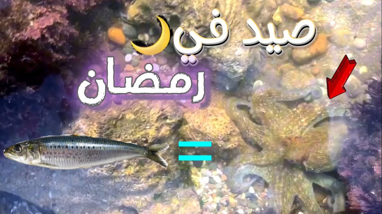 أجي تعلم طريقة صيد الاخطبوط بطعم مضمون %100 و أماكن تواجده 😱 نتيجة غير متوقعة ...🔥