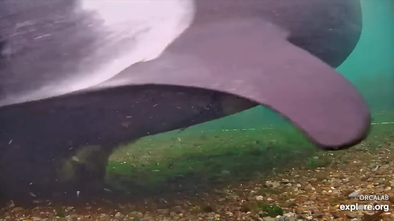 OrcaLab LiveCam Highlights - September 20, 2025