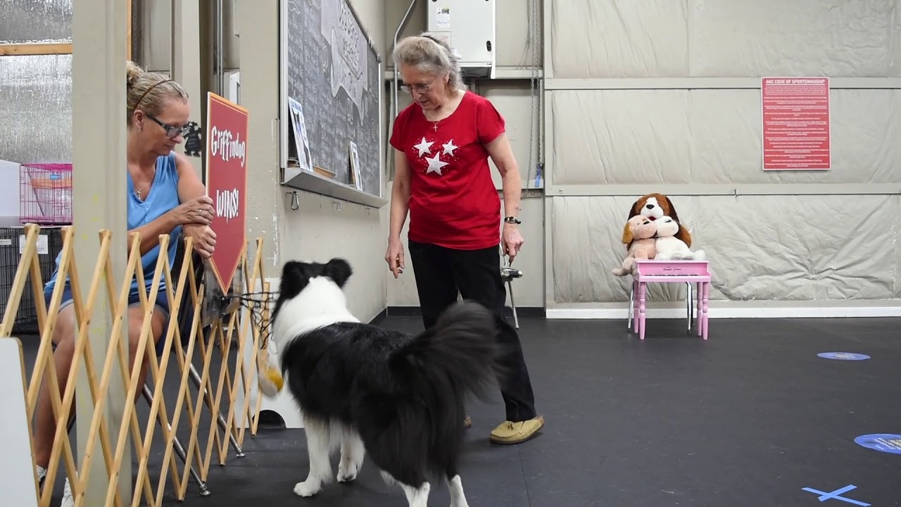 Hairy Pawter Sorcerer's Bone 2020 AKC Tricks Nationals Winner