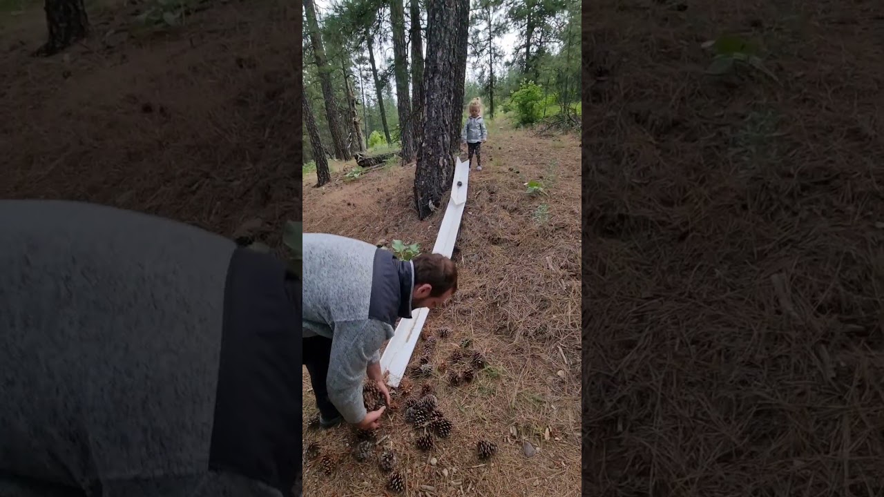 Pinecone Chute- Raven uses old Styrofoam to play!