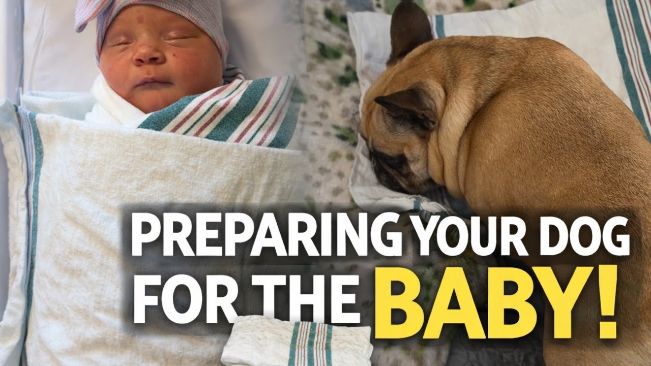 Before Bringing Your Baby Home, Do This with Your Dog 