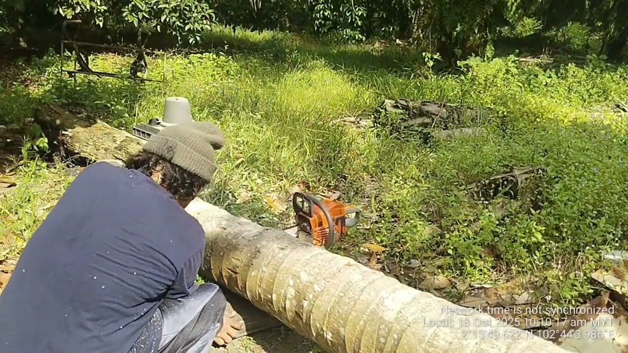 Cutting Down Fallen Coconut Tree