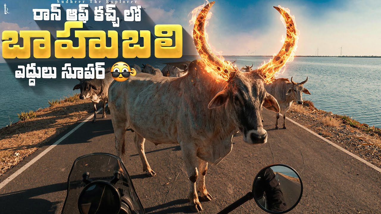 Epic Bike Trip | Himalayan 450 Ride from Dholavira ➡️ Bhuj via Rann of Kutch | India Road Trip 🌄