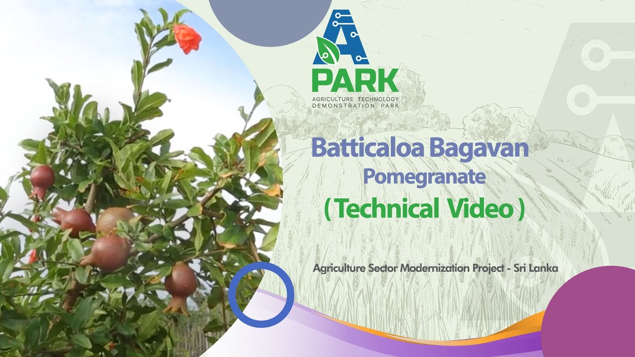 Madakalapuwa Bagawan Delum -Technical Video.