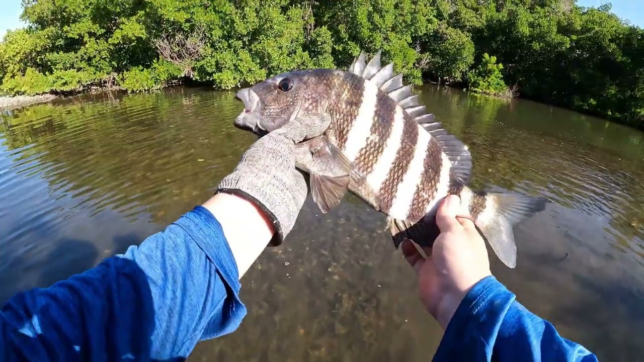 One Hour of Fishing for HUGE Winter Sheepshead!