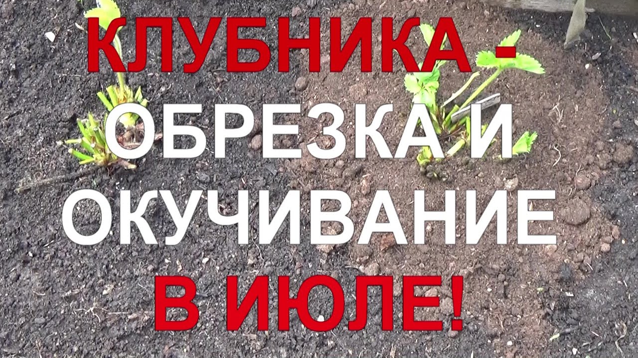 24 Клубника: обрезка и окучивание - выращиваем по самой передовой технологии!
