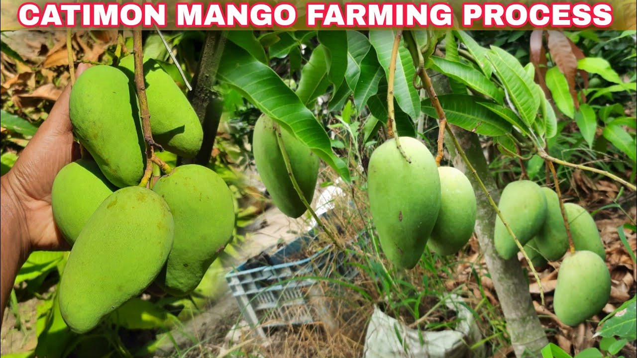 Katimon Mango Farming Process/ Thai All-time Katimon Mango/ Thailand Fruit Plant Nursery