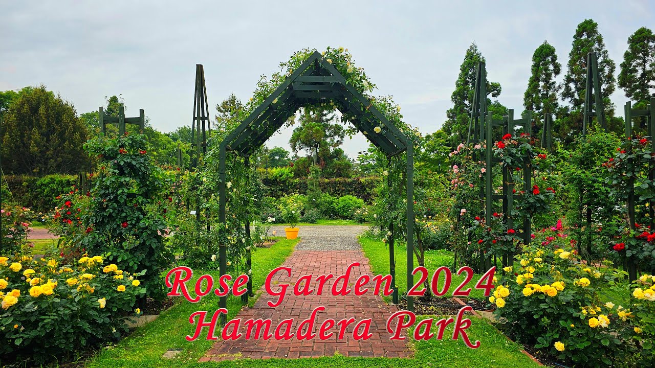 4K | HAMADERA Park | Rose Garden 2024 | OSAKA | 浜寺公園 | バラ庭園 | 大阪 | Japan