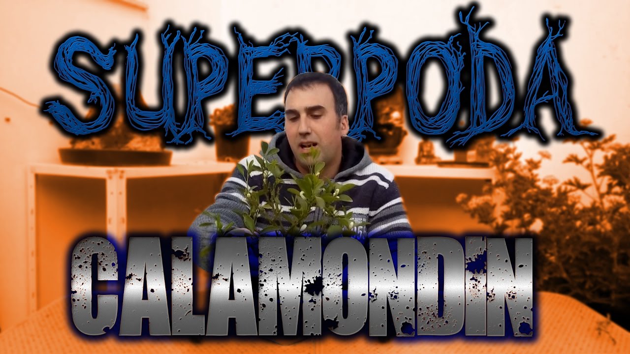 SuperPoda Calamondin (Naranjo chino)