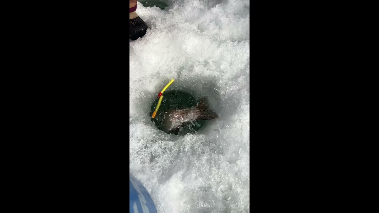 Scared by a trout! Hebgen Lake