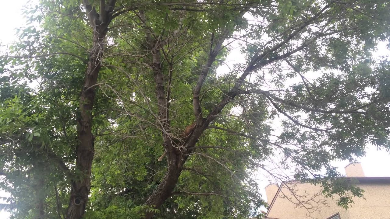 Cat climbing tree