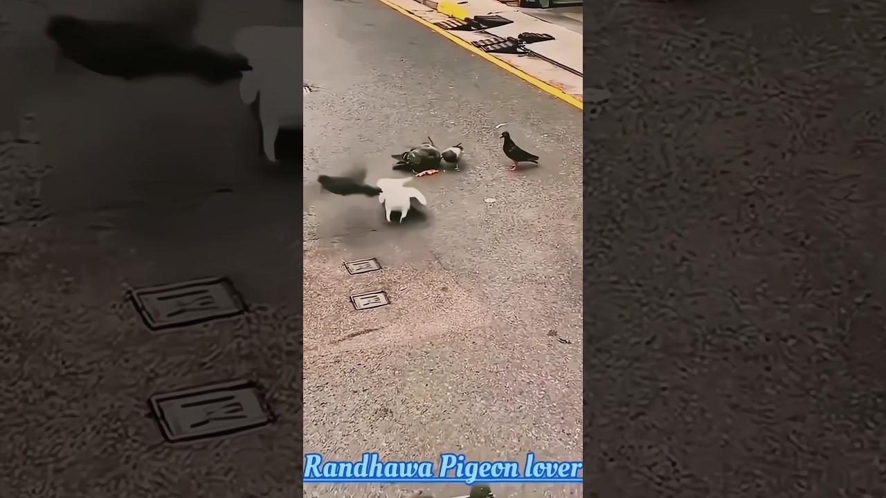 Parrot Ne kabutar ko pakad liya #like #pigeon #bird #comment #share #shortsfeed #parrot #fight
