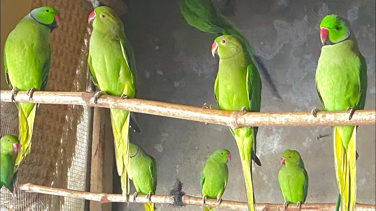 Parrots 🦜 foryou viral long videos mashallah 😍 bards parming parendo ki long vilog