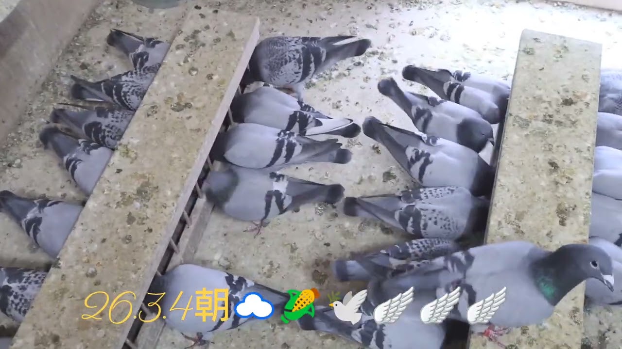 昨日も今日も舎外を止めています☕️🚬天気悪いし冬型で寒い❄️☆彡🌧️