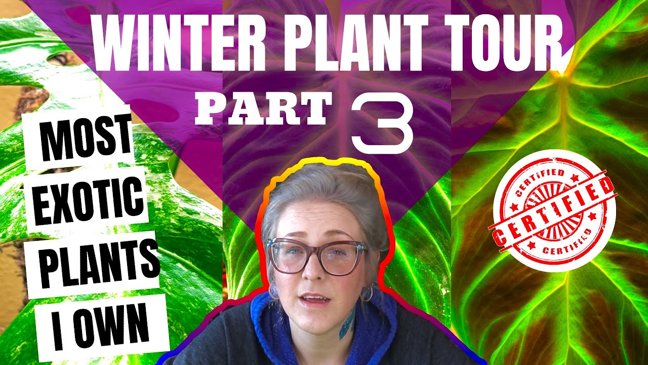 Winter Houseplant Tour - My Most Exotic & Rare House Plants