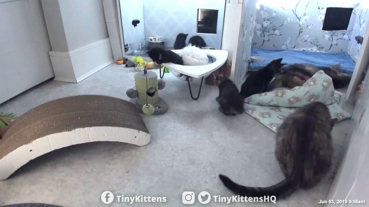 Nelia & Serenity get wild!  TinyKittens.com