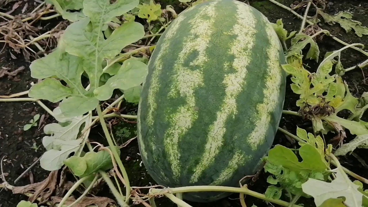 Clima plagas y enfermadedes afectan cultivos de Sandia