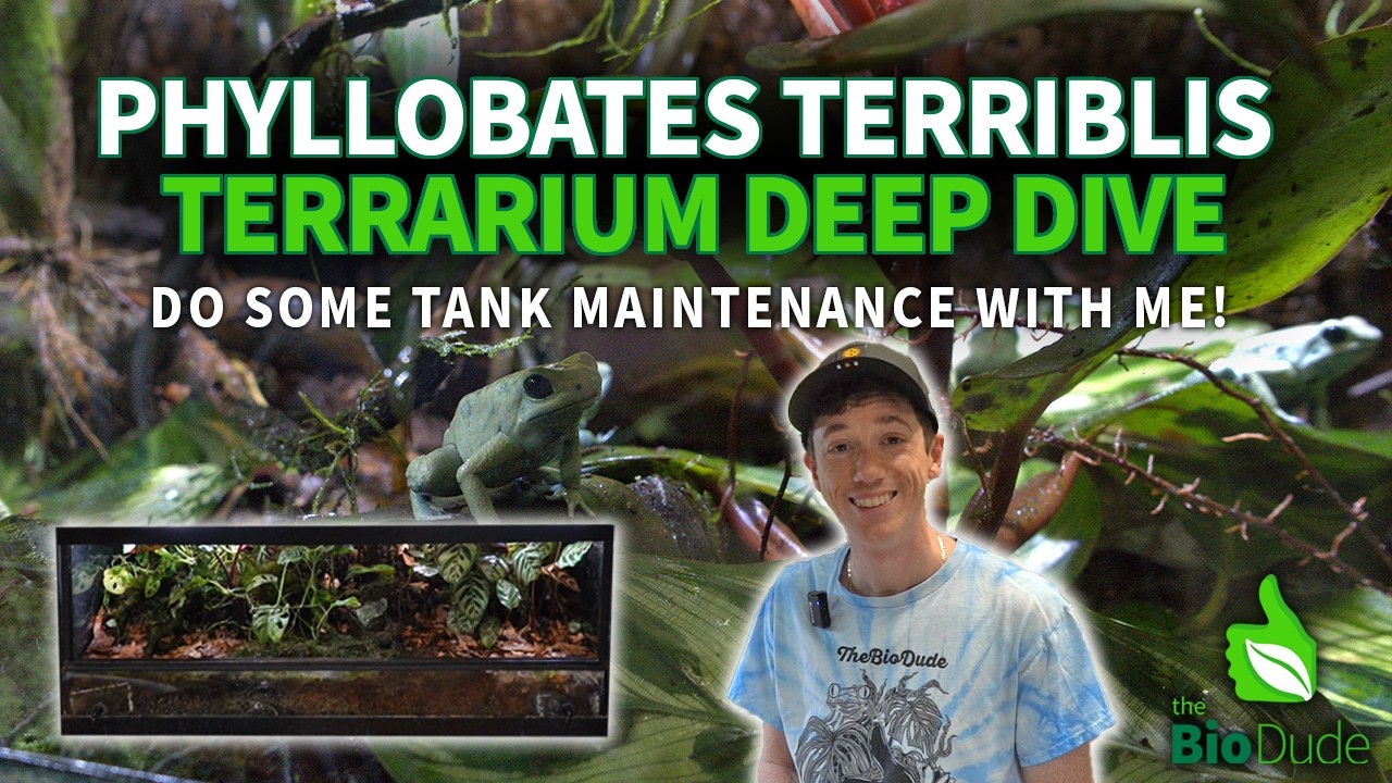 Hop Inside Our Mint Terriblis Tank + How We Maintain Dart Frog Terrariums