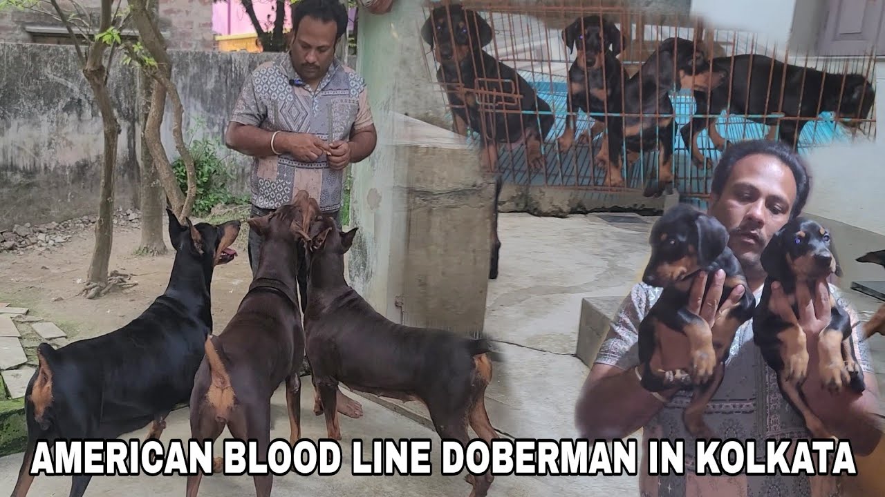 BEST QUALITY AMERICAN BLOOD LINE DOBERMAN PUPPY SELL IN KOLKATA|CHEAP PRICE DOBERMAN PUPPY AVAILABIL