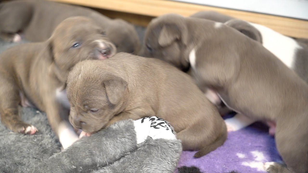 20 Day Old Puppies Nurse as Kaia Battles Mastitis