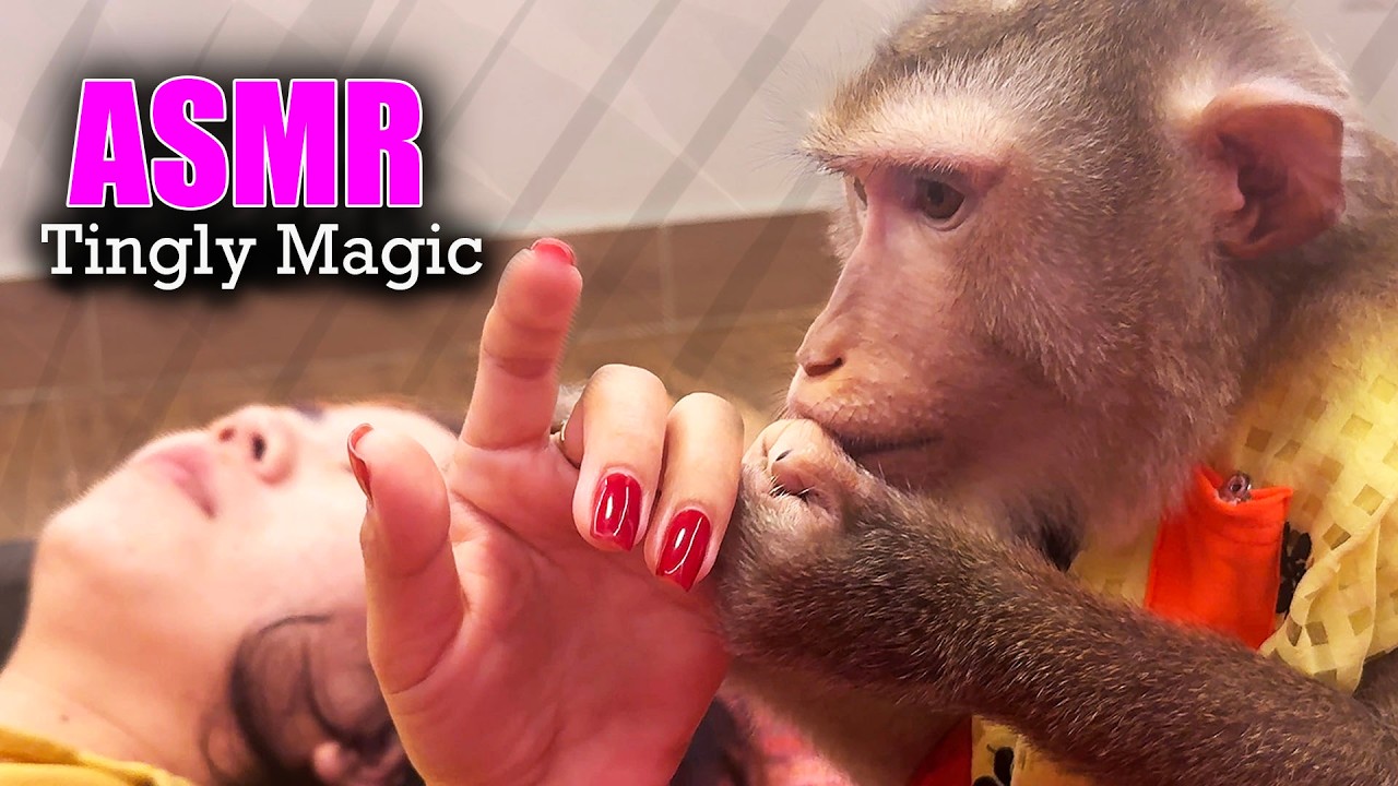 ASMR Monkey Grooming | Judy's TINGLY Hair Picking Magic For Instant Deep Sleep
