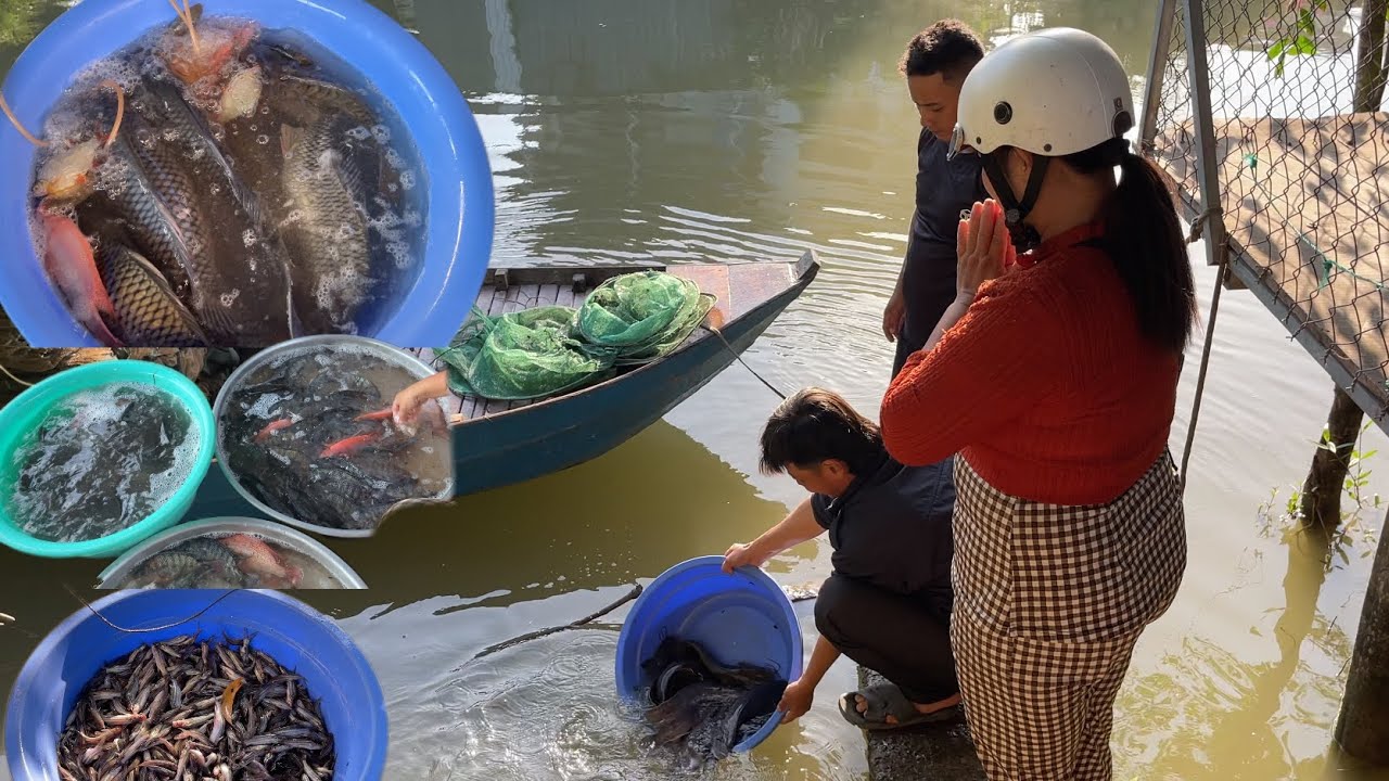 Rằm Phóng Sanh Cá Cho Anh HOÀNG Ở Mỹ Hồi Hướng Cho Cha Mẹ Anh Được Về Với Cõi Phật / NCMT 324