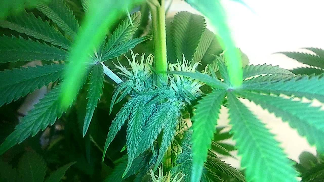 McDoobs' LST on the P.W.
