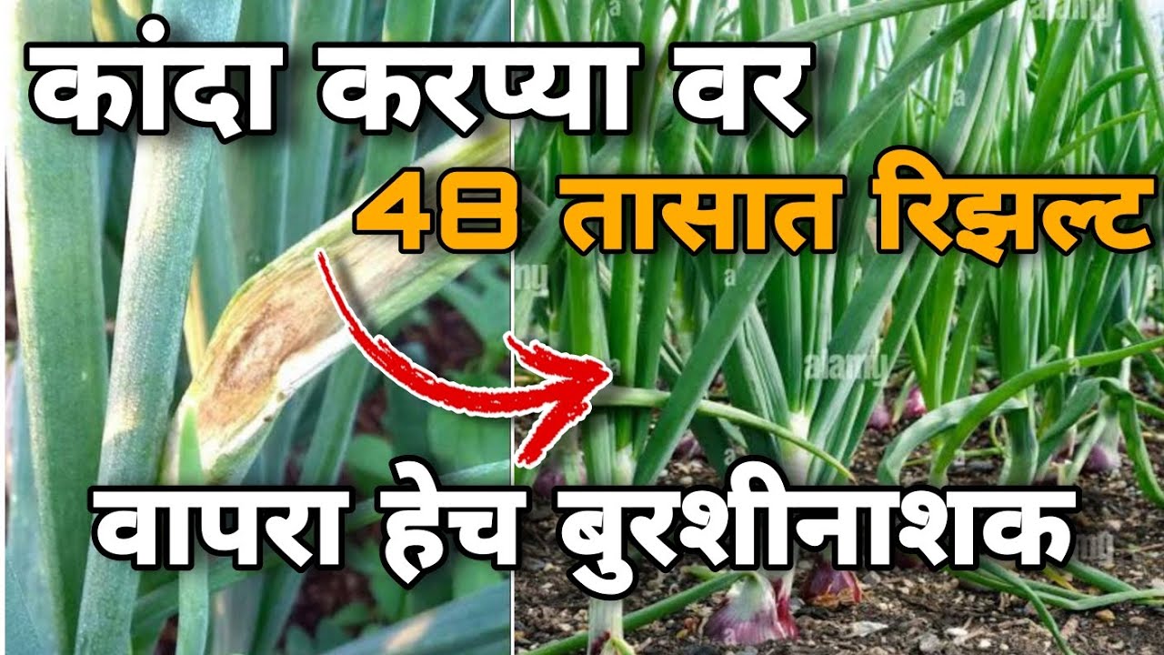 कांदा करपा रोग नियंत्रण उपाय kanda karpa rog upay #कांदा #onion