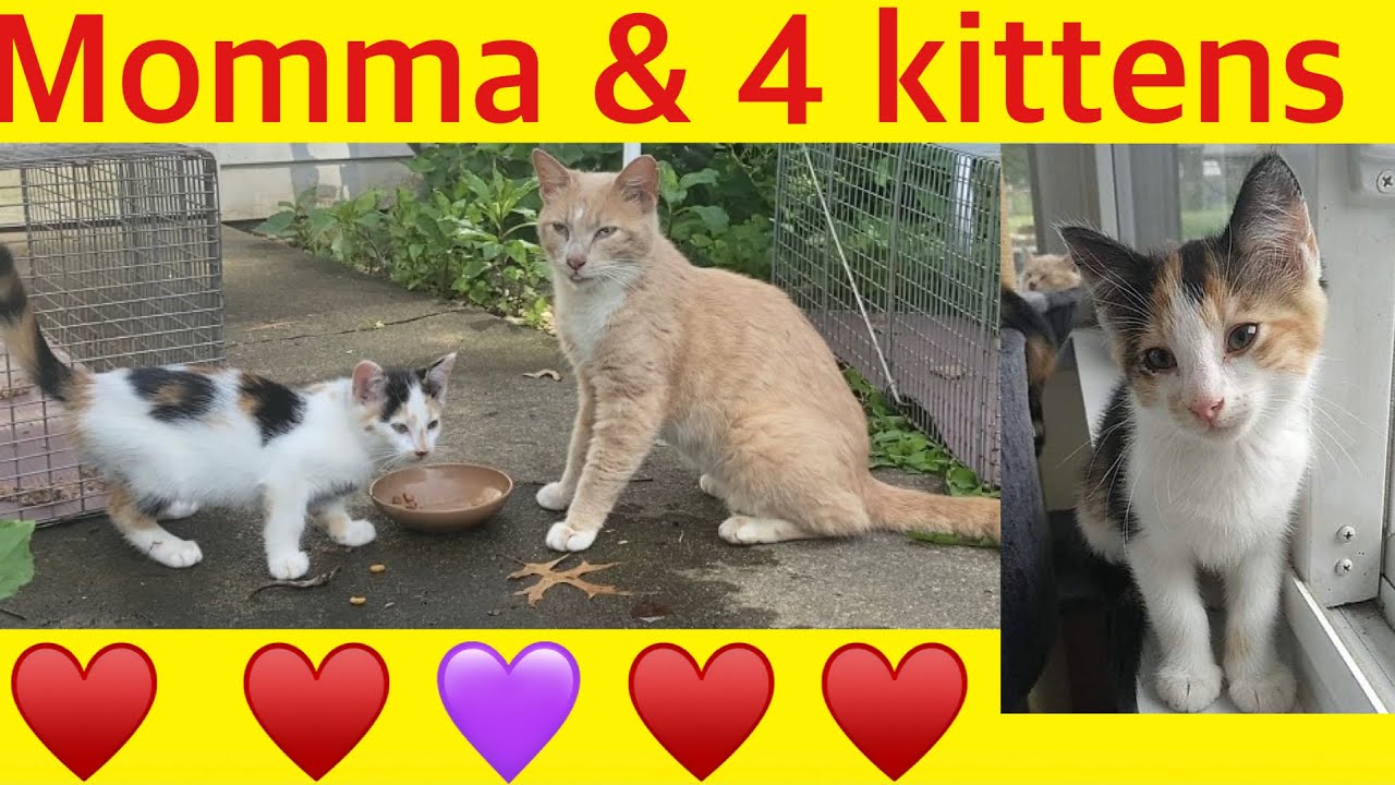 Trapping cats and kittens TNR 6/10/21