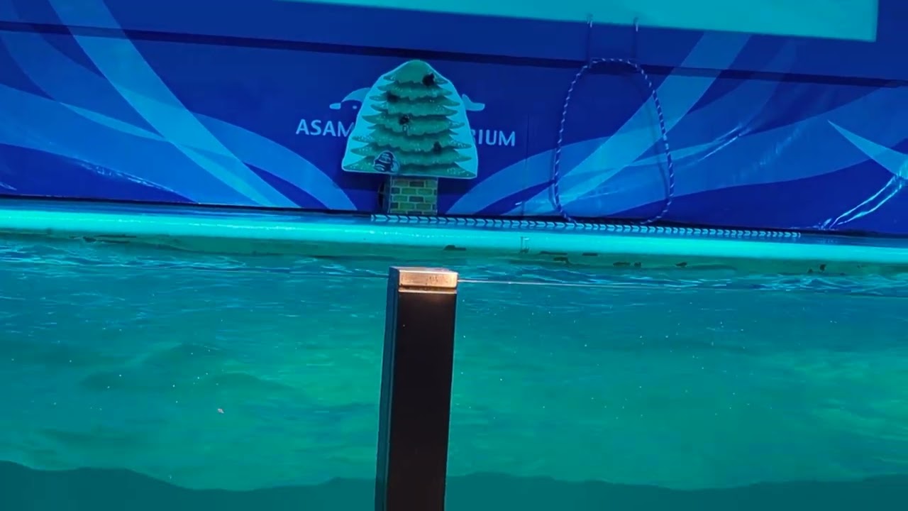 浅虫水族館　クリスマスイベント　2024/12/25