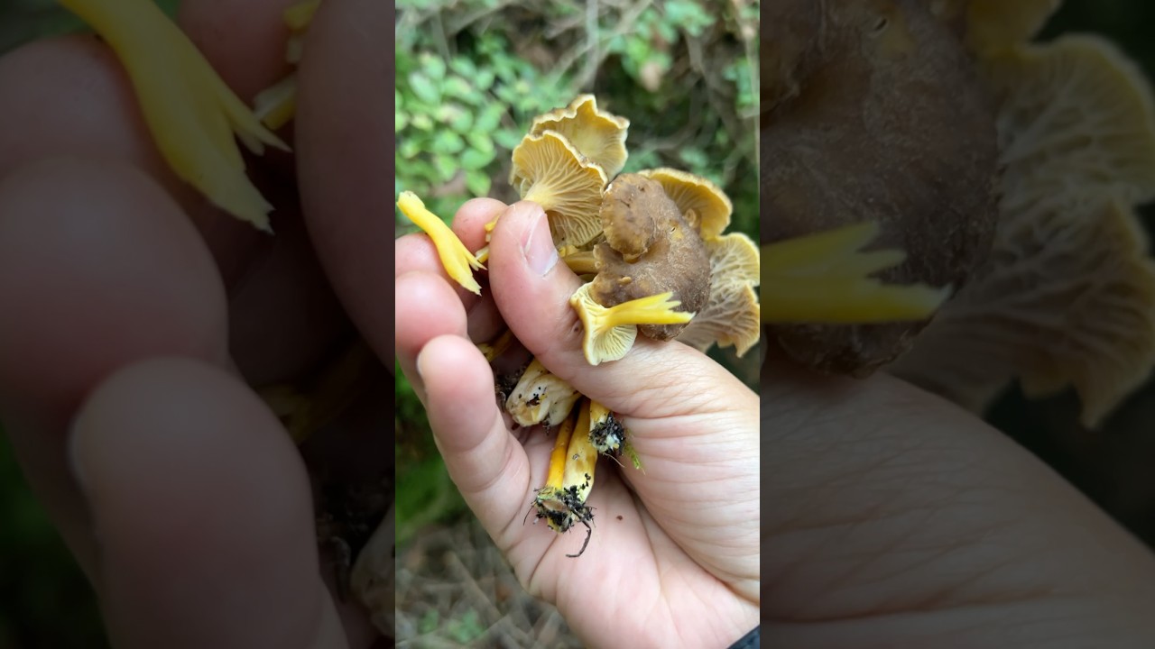 Harvesting trak kantarell #norway  #mushroom  #food  #reels  #followersreels  #kantareller