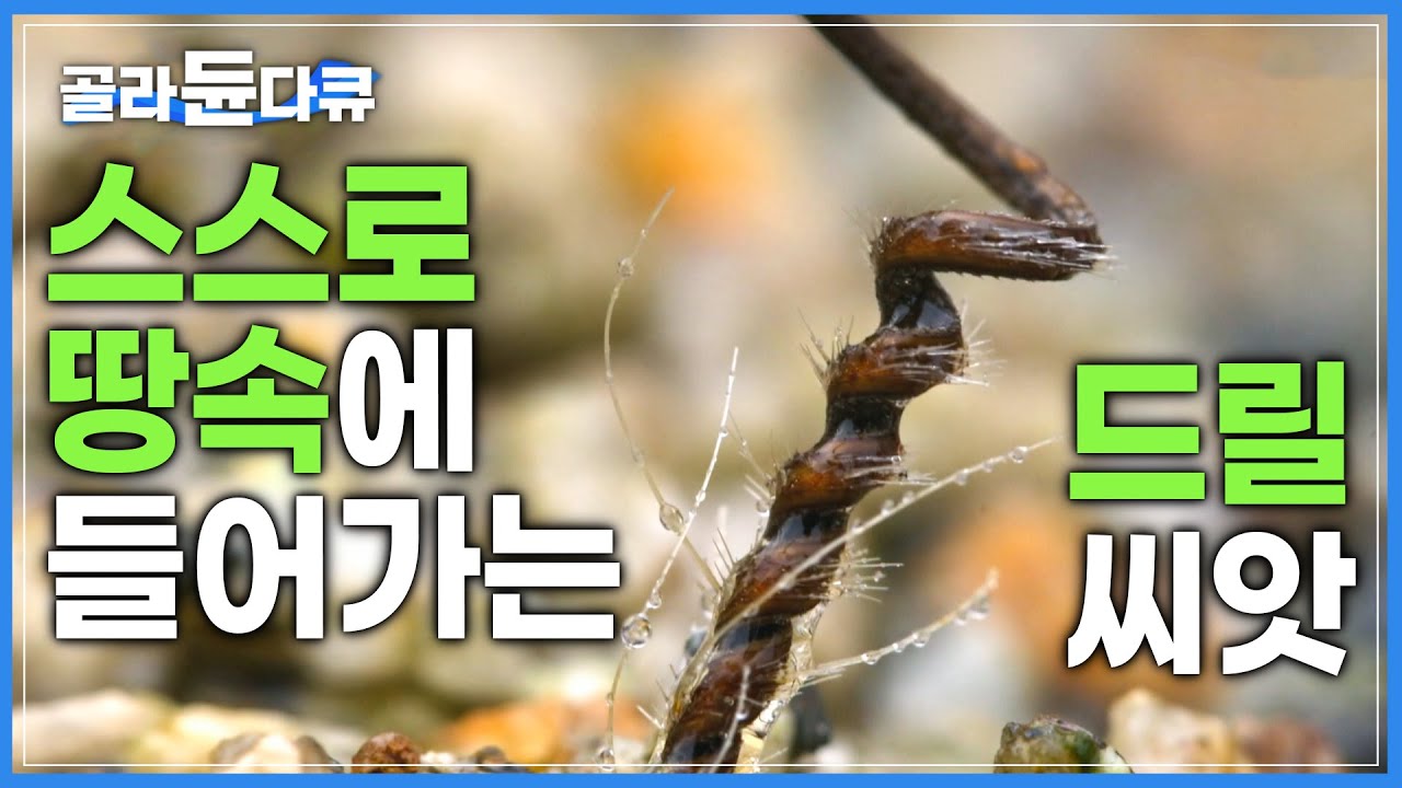 마치 지구상에 존재하면 안될 것 같은 씨앗의 구조 | 비가오면 스스로 ‘드릴처럼 회전’하여 땅으로 들어가는 씨앗 | 국화쥐손이 | 다큐프라임 | #골라듄다큐