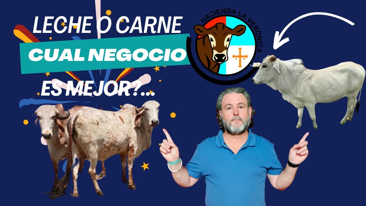LECHE O CARNE   CUAL SERA MEJOR?