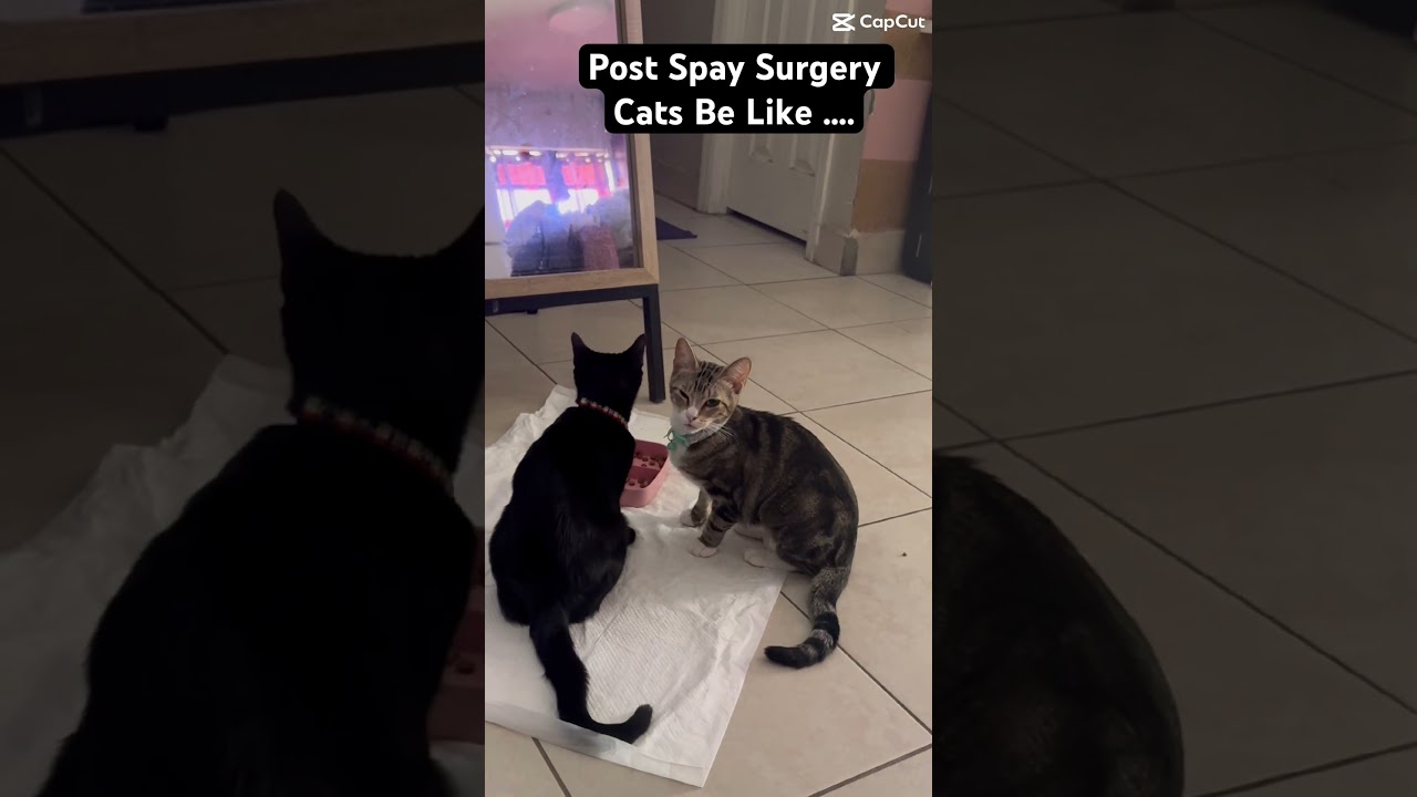 Anesthesia wearin off 😂😂#spayandneuter #spay-surgery #catshorts #anesthesia #pets #funnycats #cats
