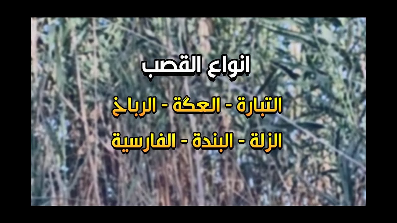 انواع القصب في اهوار جنوب العراق ... Types of reeds in  the Marsh of southern Iraq