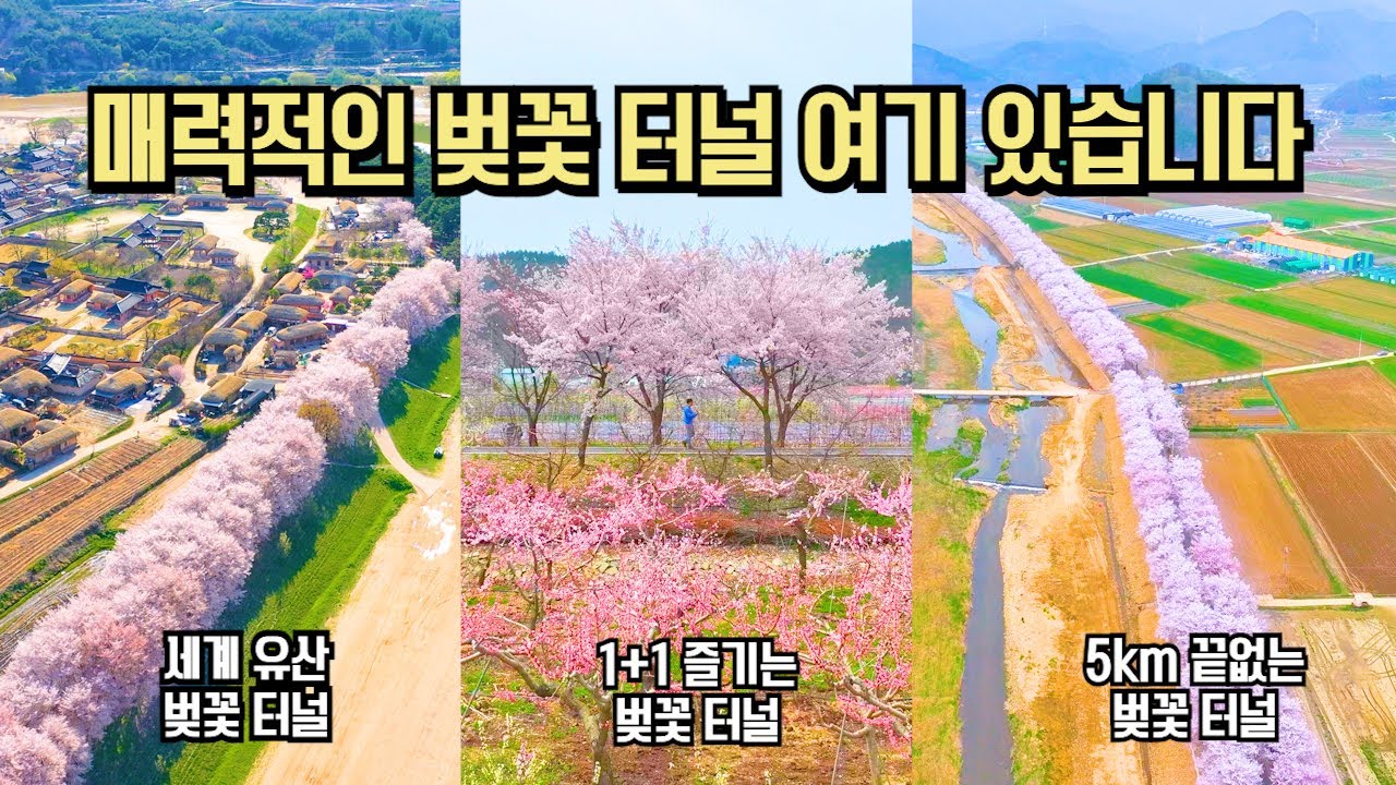 매력적인 벚꽃 터널 다 있음 국내 여행 추천 BEST10 #국내여행 #여행추천