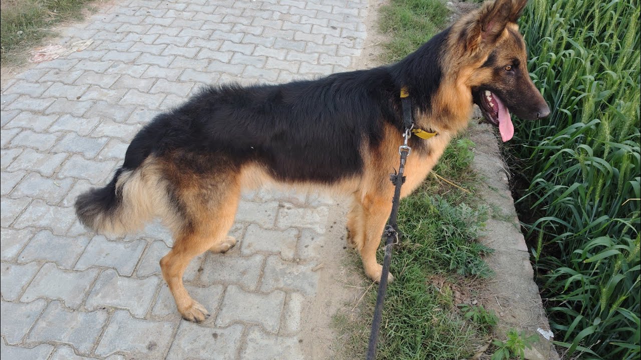 #GermanShepherd🐕‍🦺 #GSDGrooming #DogCare #PetGrooming #GSDLife #SheddingControl #DogTraining