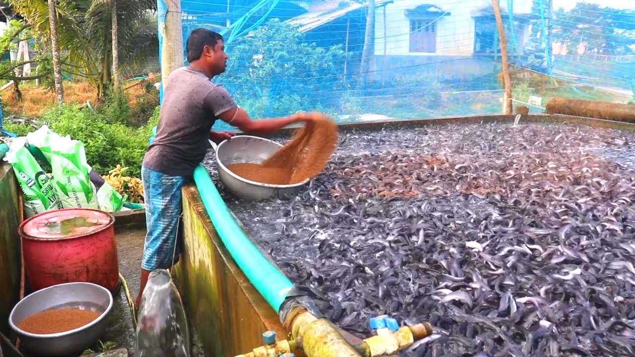 Millions Of Baby Catfish Eating Food At Cement Tank|| Tank Structure Fish Farming Business In India