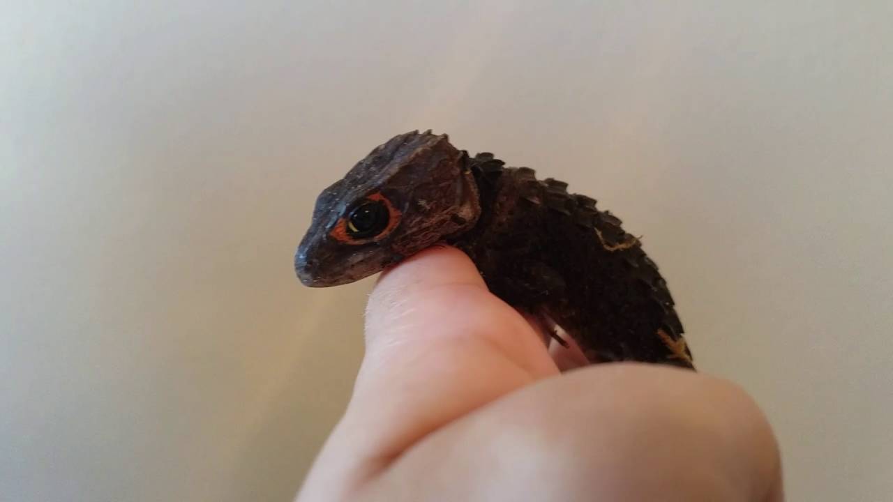 Spyro the Croc Skink