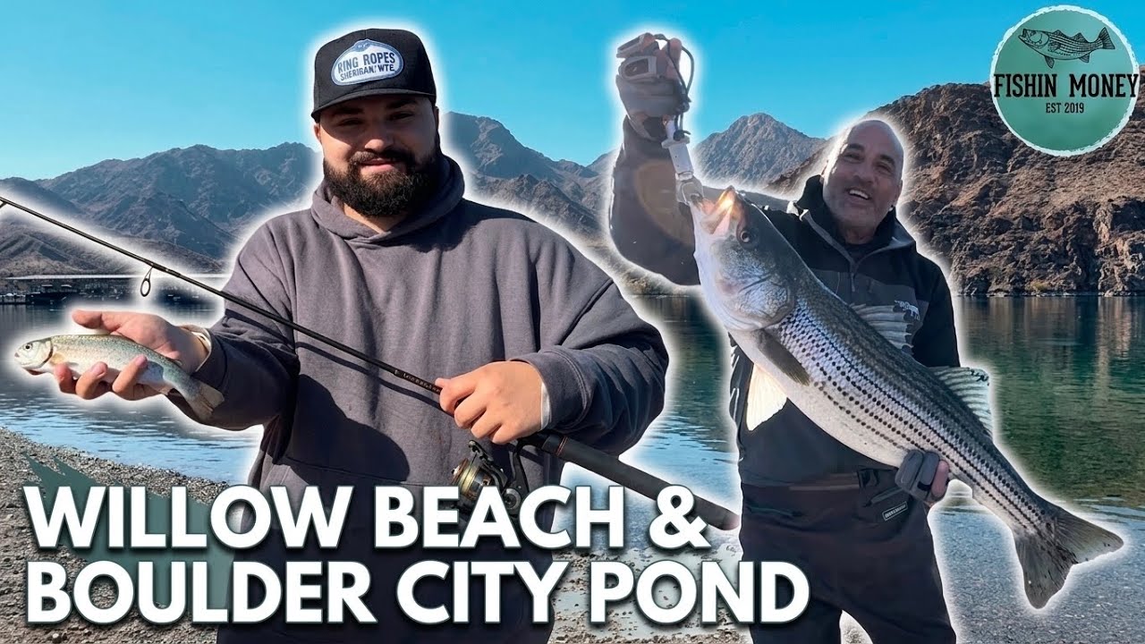 Fishing Willow Beach & Boulder City Pond – Big Striped Bass & Trout Limits Caught!!