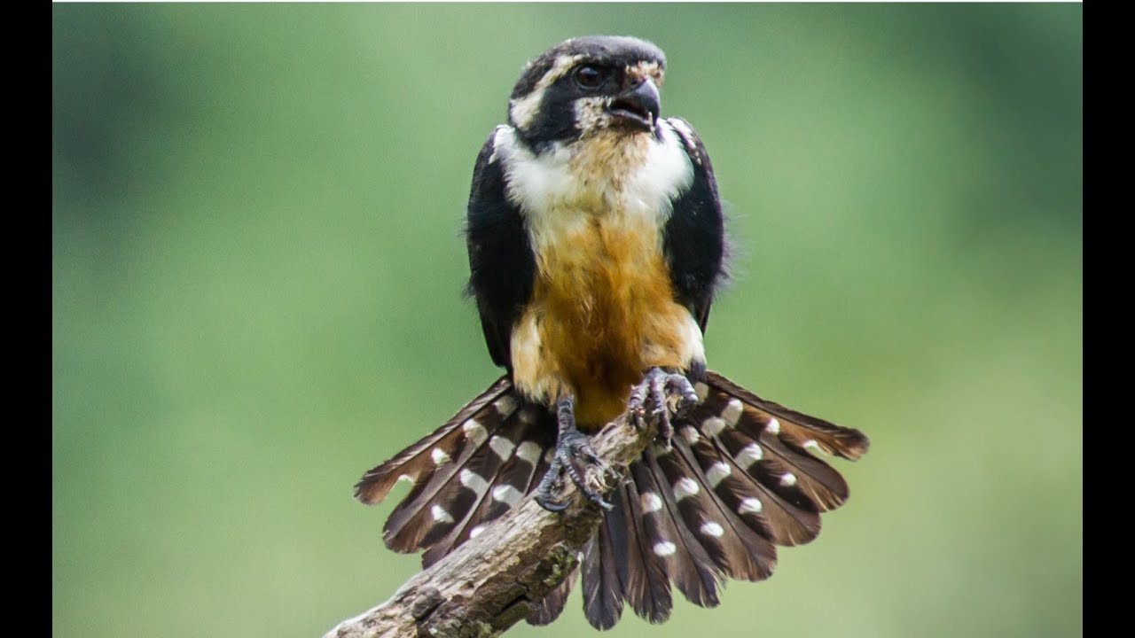 Falconry: Micro-micro hawking- falconets, pygmy falcons and hobbys