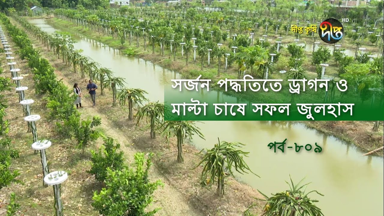 Deepto Krishi/দীপ্ত কৃষি- সর্জন পদ্ধতিতে ড্রাগন ও মাল্টা চাষে সফল জুলহাস  | নাটোর | deepto tv