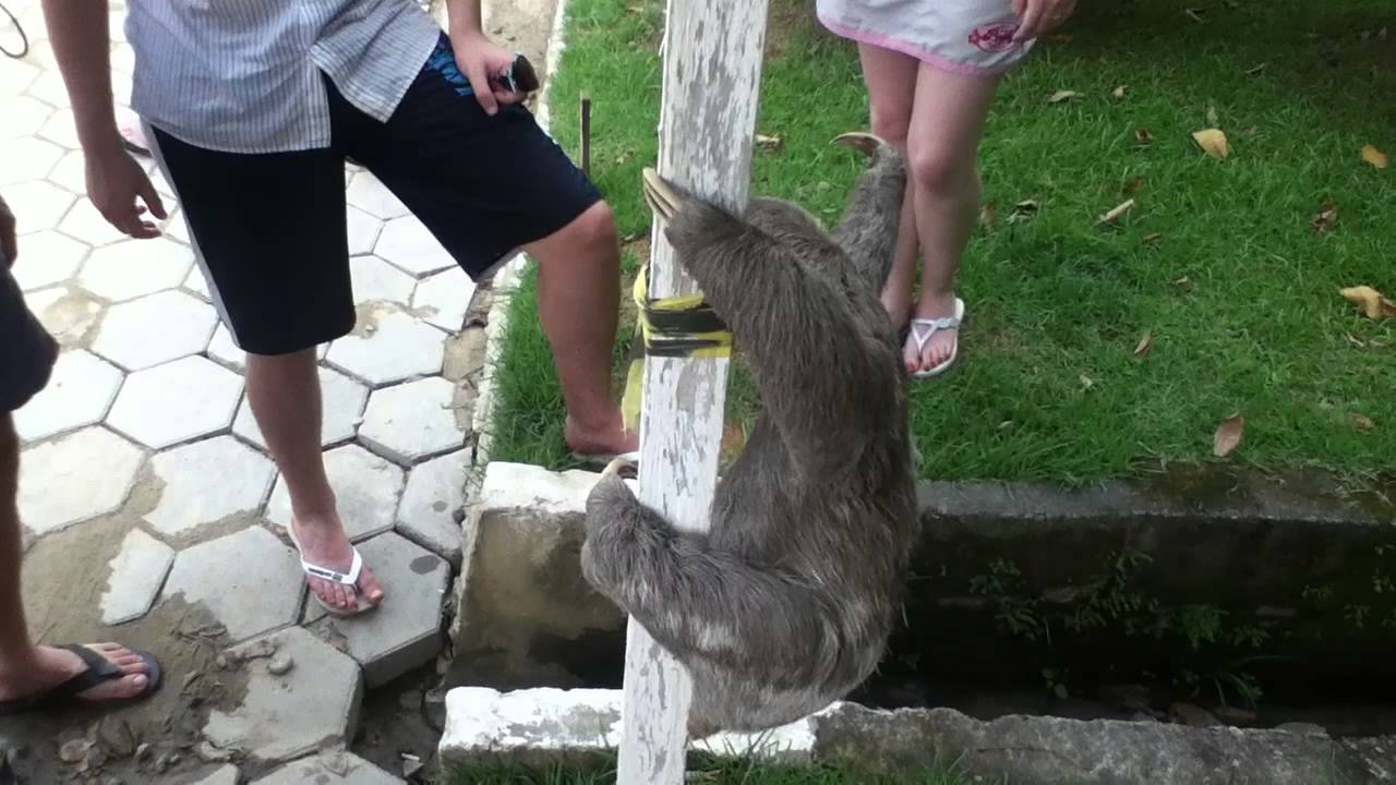 Caraguatatuba - Bicho Preguiça no Condominio Mar Verde